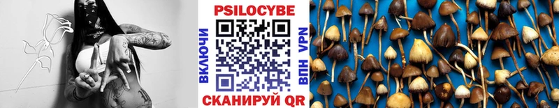 где можно купить наркотик  Советская Гавань  Галлюциногенные грибы Psilocybe 