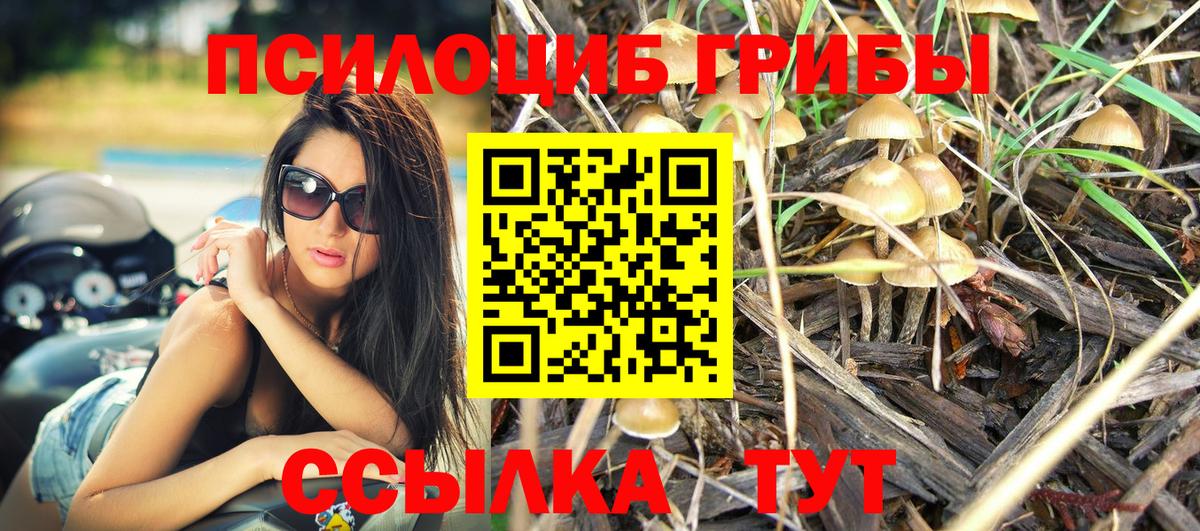 Псилоцибиновые грибы Cubensis Советская Гавань